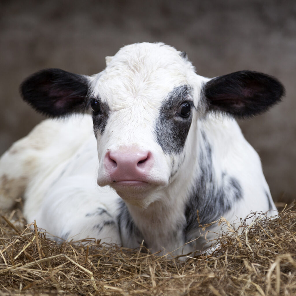 Sweet black and white dairy calf lying on straw and looking at the camera