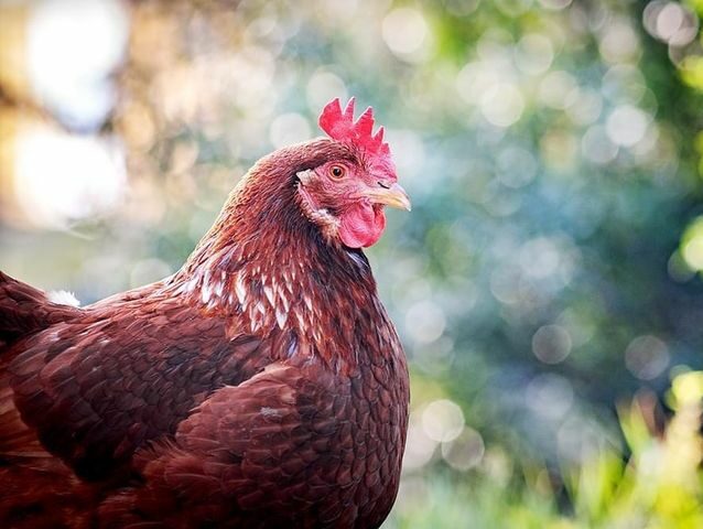 A side profile of a hen outdoors, with greenery in the background.