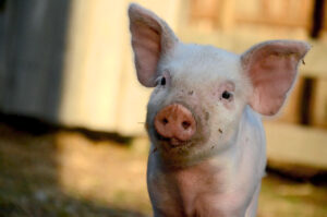 Little pig with a dirty nose looking directly at camera