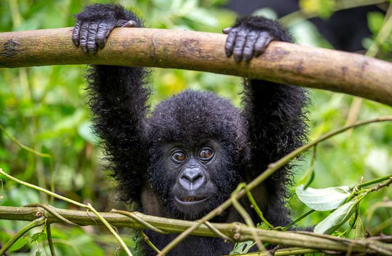 Baby gorilla swinging from a tree